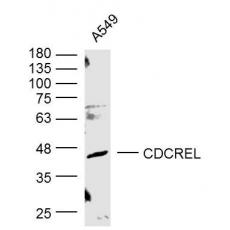 Anti-CDCREL antibody