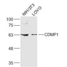 Anti-CDMP1 antibody