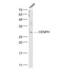 Anti-CENPH antibody
