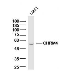 Anti-CHRM4 antibody