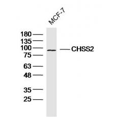 Anti-CHSS2 antibody