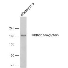 Anti-Clathrin heavy chain antibody