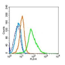 Anti-Claudin 1 antibody