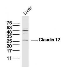 Anti-Claudin 12 antibody