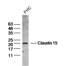 Anti-Claudin 15 antibody
