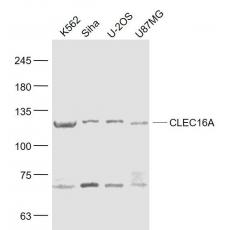 Anti-CLEC16A antibody