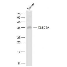 Anti-CLEC9A antibody