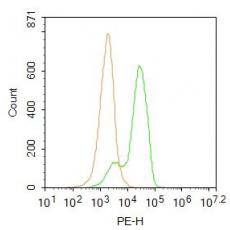Anti-Complement component C9a antibody