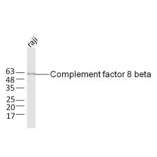Anti-Complement factor 8 beta antibody