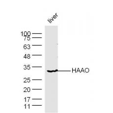 Anti-HAAO antibody