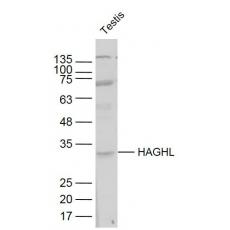 Anti-HAGHL antibody