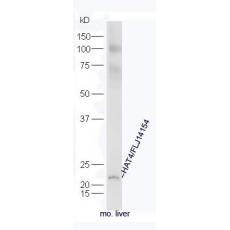 Anti-HAT4/FLJ14154 antibody