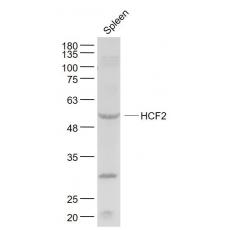 Anti-HCF2 antibody