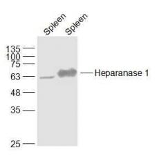Anti-Heparanase 1 antibody