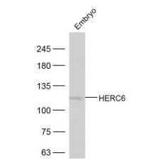 Anti-HERC6 antibody