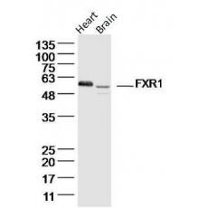 Anti-FXR1 antibody