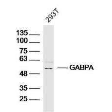 Anti-GABPA antibody