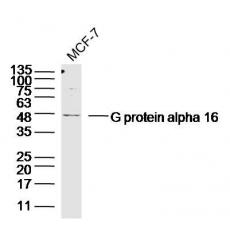 Anti-G protein alpha 16 antibody