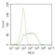 Anti-GABA Transporter 3 antibody