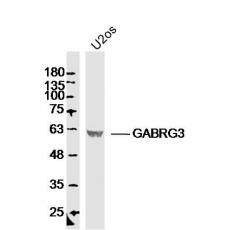 Anti-GABRG3 antibody