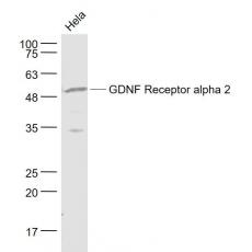Anti-GDNF Receptor alpha 2 antibody