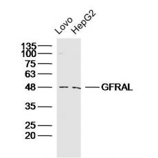 Anti-GFRAL antibody