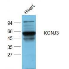 Anti-GIRK1/KCNJ3 antibody