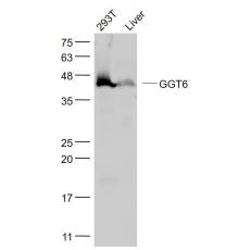 Anti-GGT6 antibody