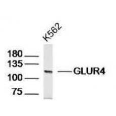 Anti-GLUR4 antibody