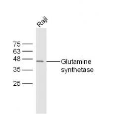 Anti-Glutamine synthetase antibody