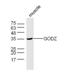 Anti-GODZ antibody