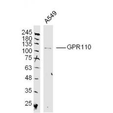 Anti-GPR110 antibody