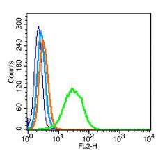 Anti-GPM6A antibody