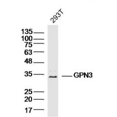 Anti-GPN3 antibody