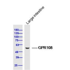 Anti-GPR108 antibody