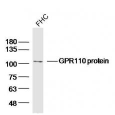 Anti-GPR110 protein antibody