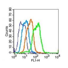 Anti-GPR125 antibody