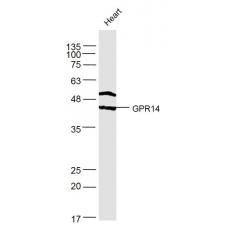 Anti-GPR172A antibody