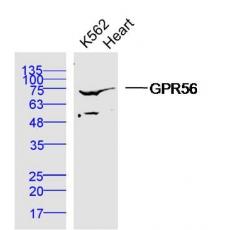 Anti-GPR56 antibody