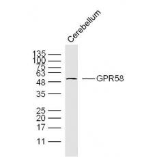 Anti-GPR58 antibody