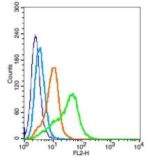 Anti-GPR78 antibody