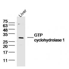 Anti-GTP cyclohydrolase 1 antibody