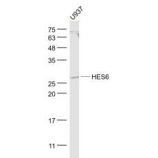 Anti-HES6 antibody