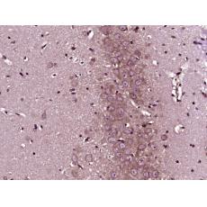 Anti-HRG1 antibody