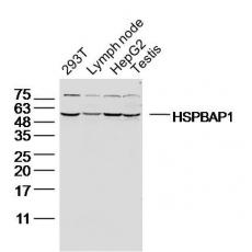 Anti-HSPBAP1 antibody