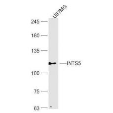 Anti-INTS5 antibody
