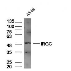 Anti-IRGC antibody