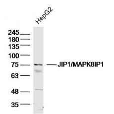 Anti-JIP1/MAPK8IP1 antibody