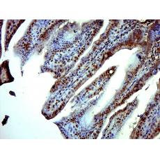 Anti-ISX/Intestine specific homeobox antibody