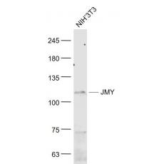 Anti-JMY antibody